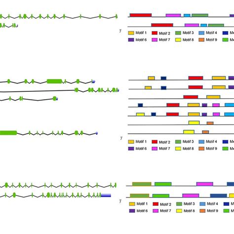 The Motif And Exon Intron Structure Analysis Of Three Gene Families In Download Scientific