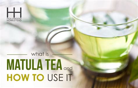 What Is Matula Tea and How to Use It - Hollywood Homestead