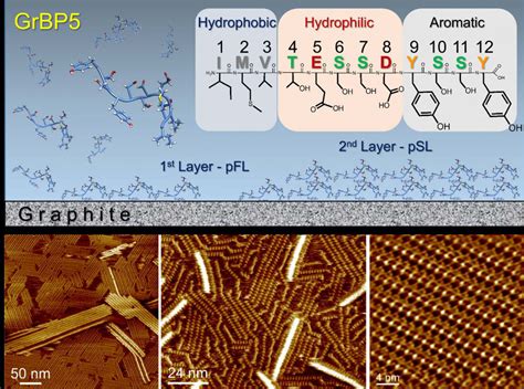 Researchers Visualize Self Assembly Of Peptides At Unprecedented