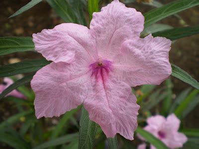 a lonely planet it is not: Litratong Pinoy: BULAKLAK (Flower)