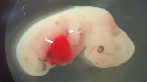 Strange New World: Scientists Create Human-Pig Embryos | HuffPost Tech