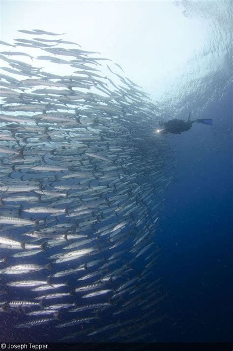 Photographing Reflective Fish