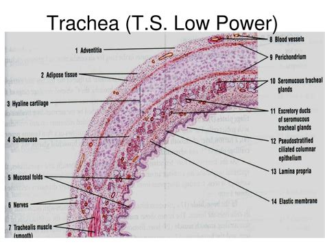 Ppt Histology Of Respiratory System Powerpoint Presentation Free