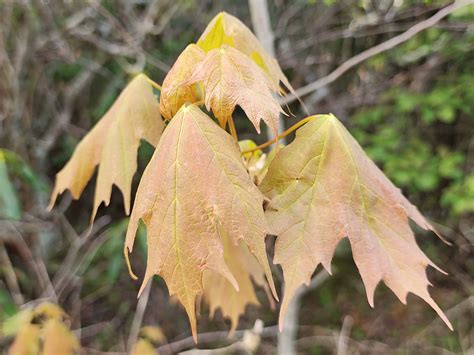 Sugar Maple Acer Saccharum Western Carolina Botanical Club