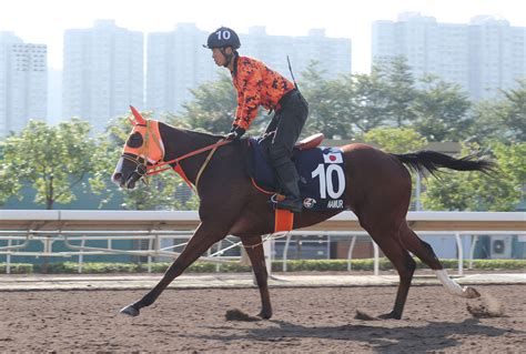 浪琴香港國際賽事週二晨操圖輯 賽馬新聞 香港賽馬會