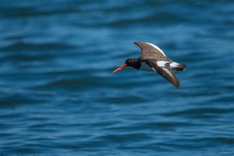 American Oystercatcher Barnegat Lighthouse State Park New Flickr