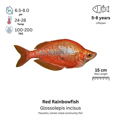 red rainbowfish ornamental indonesia