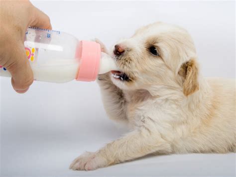 Como Cuidar A Un Cachorro De 4 Semanas Sin Su Madre