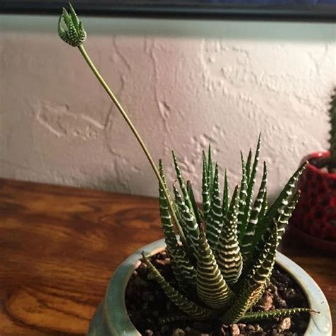 Do Haworthias Flower What To Do With Blooming Haworthia