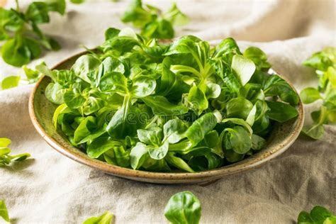 raw green organic mache rosettes stock photo image  group leaf