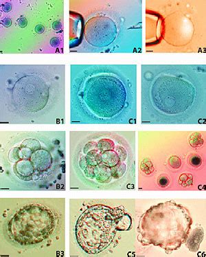 Primer embrión clonado a partir de una célula adulta humana elmundo