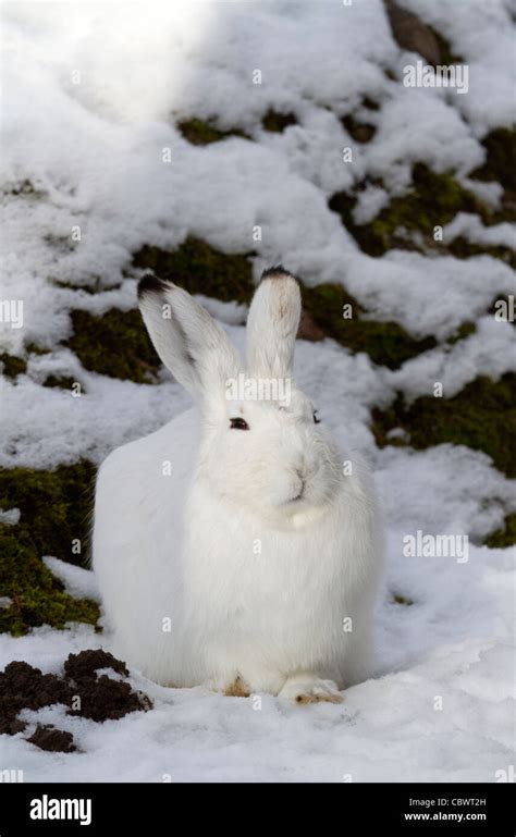 Mountain hare in the snow (Lepus timidus Stock Photo - Alamy