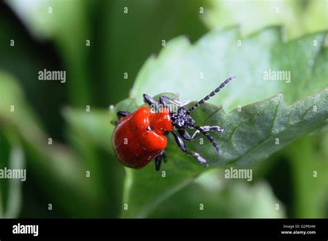 Los Insectos Los Escarabajos Escarlata El Escarabajo Escarabajo Lily