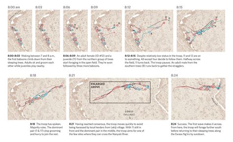 Mapping the Hidden Movements of Baboon Troops - Atlas Obscura