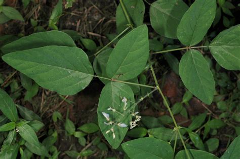 Desmodium Canescens Fabaceae Image 103708 At PhytoImages Siu Edu