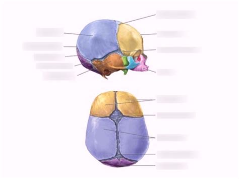 Lab 11: The Fontanelles of Fetal Skull Diagram | Quizlet