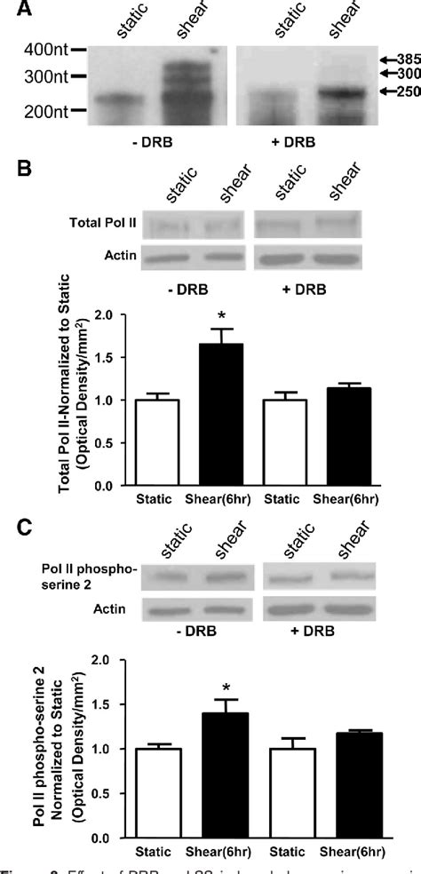 Figure From Laminar Shear Stress Modulates Phosphorylation And