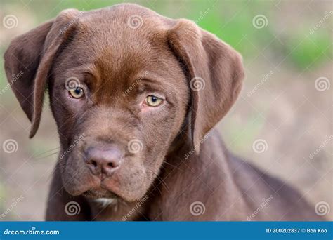 Portrait Of A Chocolate Labrador Retriever Mix Puppy Stock Image