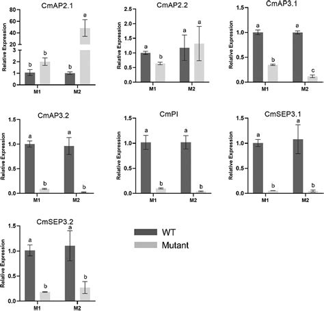 Phyton Free Full Text B Class Floral Homeotic Genes Are Involved In