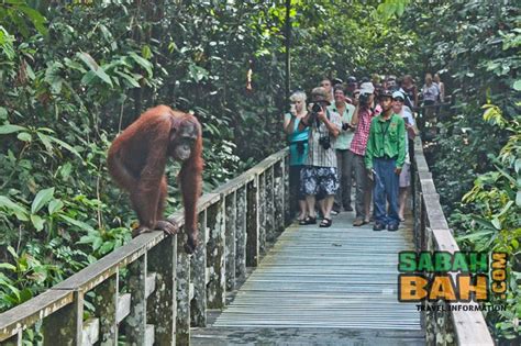 Sandakan Wildlife Day Tour - SabahBah.com