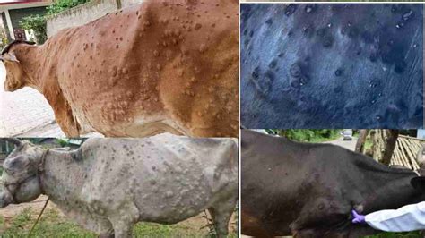 Lumpy Skin Disease In Hindi