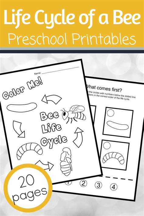 Printable Bee Life Cycle Worksheet