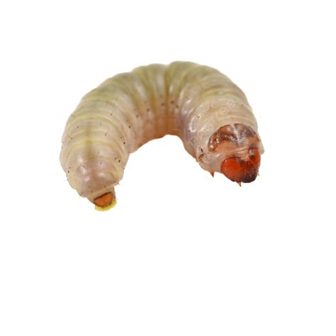 Worm Macro Digging Insect Worm Macro Larvae Png Transparent Image