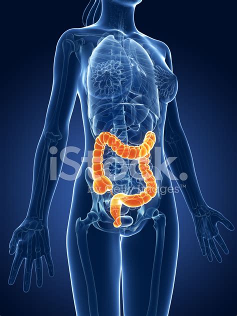 Human Colon Stock Photo Royalty Free Freeimages