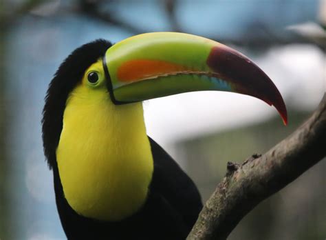 Definitive Guide To Keel-billed Toucan Facts, Habitat, Conservation ...