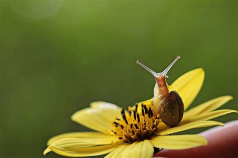 THE BENEFITS OF SNAIL SLIME ON THE HAIR