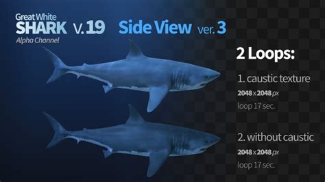 Shark 19 Side View, Motion Graphics | VideoHive