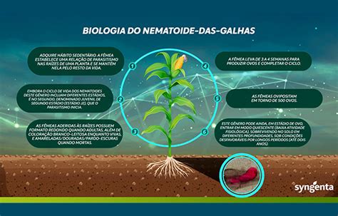 Milho Alerta Para Os Problemas Causados Por Nematoides Portal Syngenta