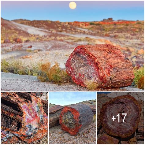 Petrified Forest National Park Where 225 Million Year Old Fossils And