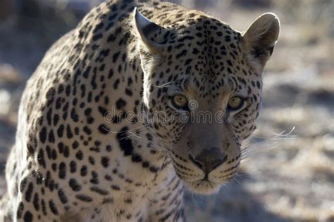 Leopard Stock Image Image Of Hungry Predator Africa 11391997