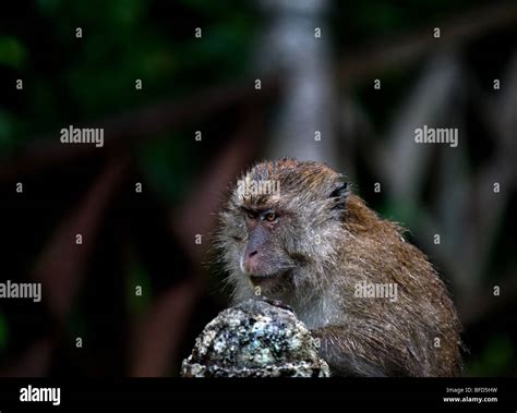 Long Tailed Or Crab Eating Macaque Stock Photo Alamy