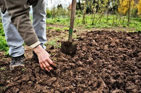 Quel Engrais Pour Les Pommes De Terre Gamm Vert