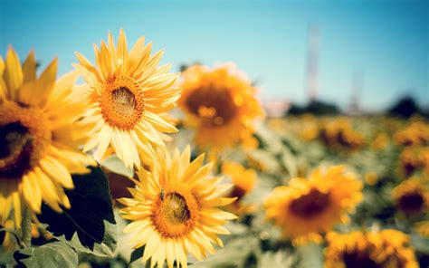 Les Fonds Décran Champ de Tournesol Jaune Pendant la Journée Les