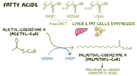 Fatty Acid Synthesis