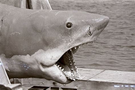 10 Things You (Probably) Didn't Know About 'Bruce' The Shark From Jaws — The Daily Jaws