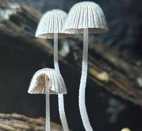 Shroomology 1010 Introduction To The Fascinating World Of Fungi OER