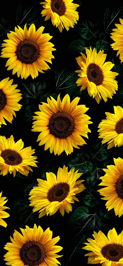 Sunflowers | Sunflower wallpaper, Flower phone wallpaper, Sunflowers ...