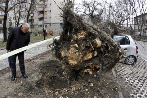 Novi Sad Vetar Oborio Stablo Smrskani Automobili Media