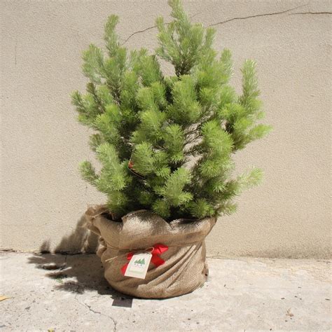 eco Christmas trees — Native Australian Christmas Tree - 60cm high