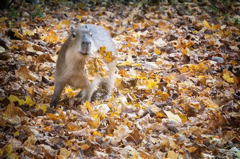 Herbstgrüße vom Capibara-Baby | d-pixx.de Forum