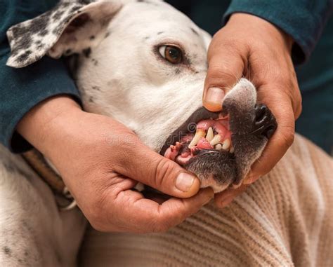 157 Dog Gum Disease Stock Photos Free And Royalty Free Stock Photos