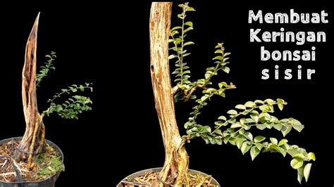 Membuat Jin Shari Keringan Bonsai Sisir Batang Lurus YouTube