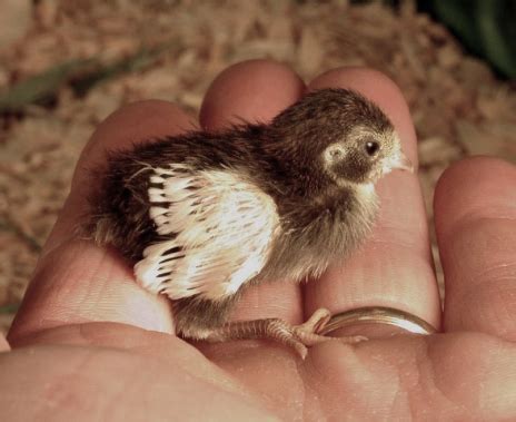 Identifying Button Quail Chicks