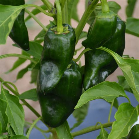 Poblano Pepper Plant | Platt Hill Nursery