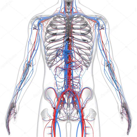 Damarları Damar Anatomisi Olan Nsan Dolaşım Sistemi Kalbi Boyut Stok