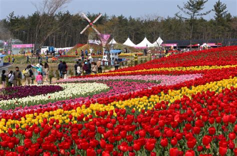 태안 튤립꽃축제 19일 개막 브라보마이라이프